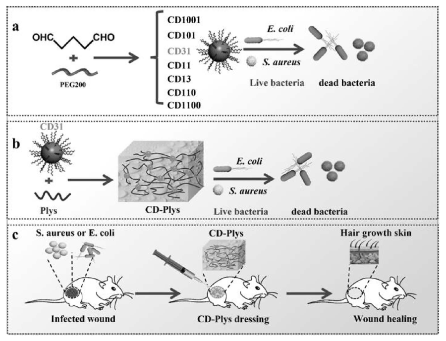 碳納米點(diǎn)、可注射碳納米點(diǎn)-ε-聚賴氨酸水凝膠及其制備方法與應(yīng)用