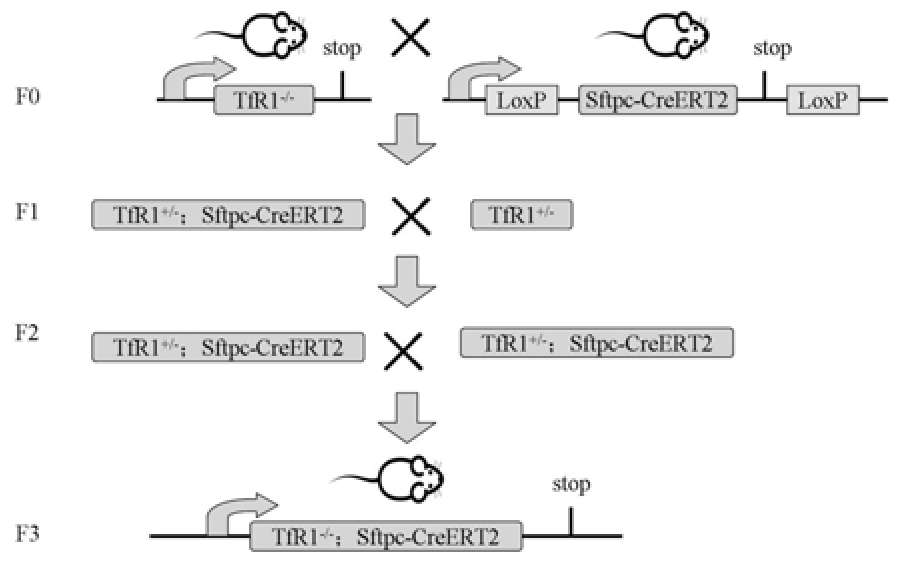 TfR1肺組織特異性敲除小鼠模型及其構(gòu)建方法和應用