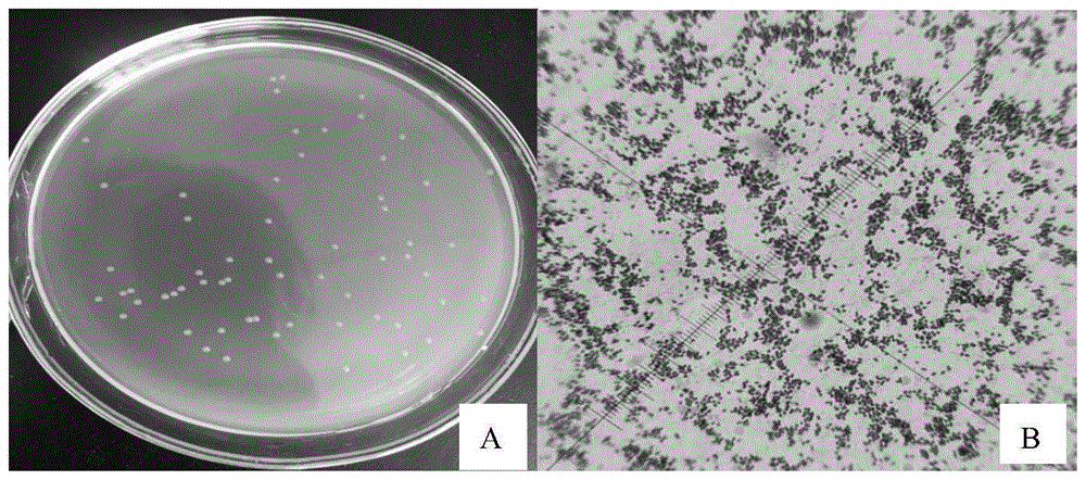 一株假單胞菌及其應用